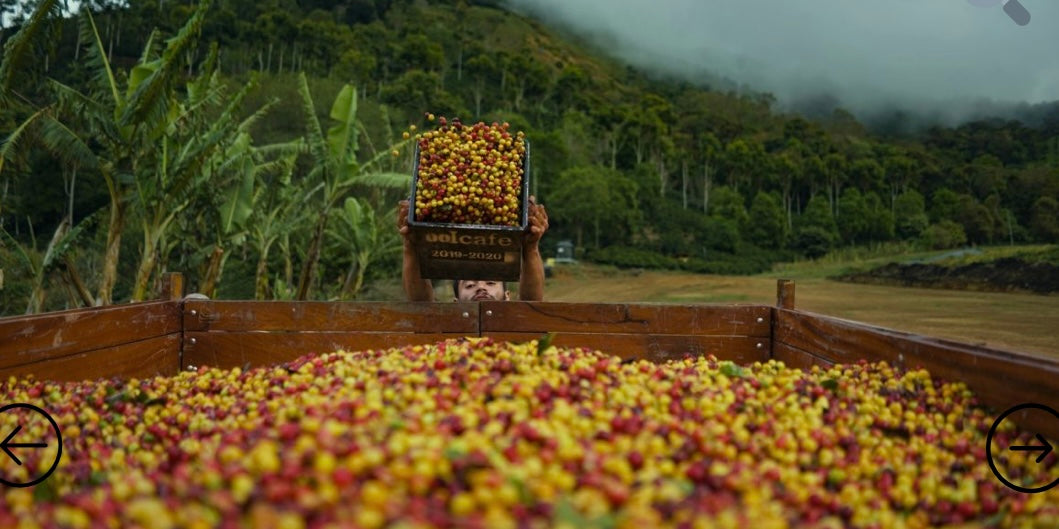 Colombia Excelso