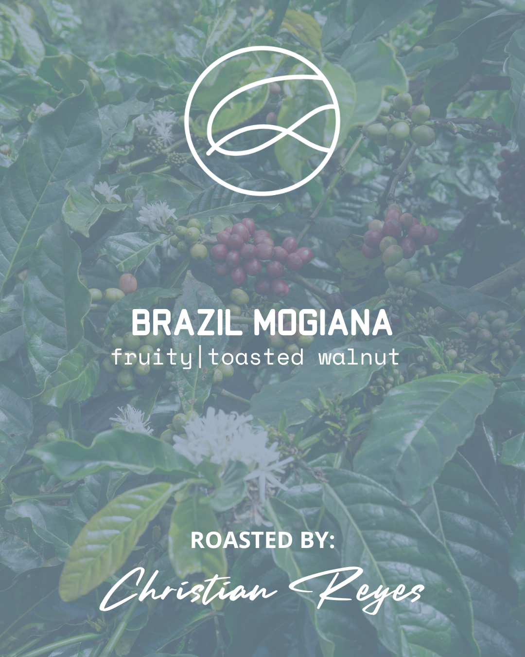 BRAZIL MOGIANA